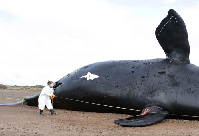 ballenas-conicet