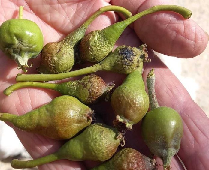 Roca-Peras-Danos-por-la-helada-Fruticultura-1