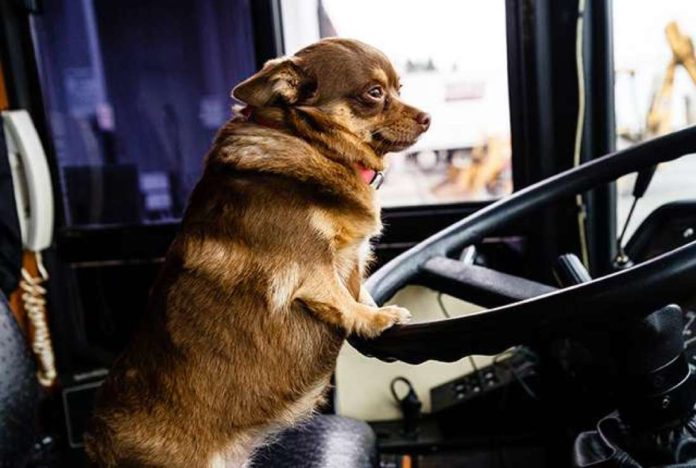 Viajar-con-perros