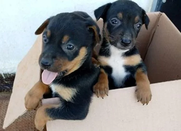 adopción-3m22sh62vnb0