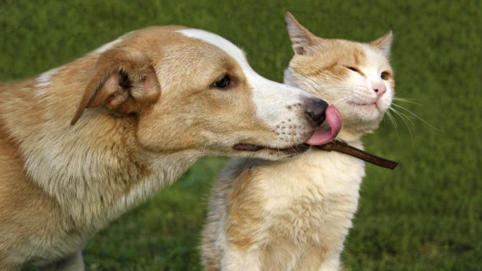 perro.gato.animal