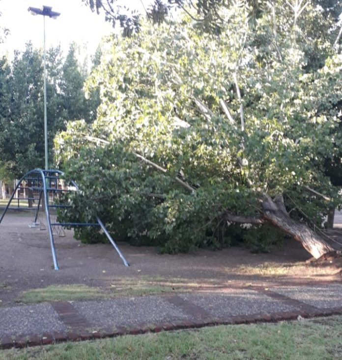 Arbol