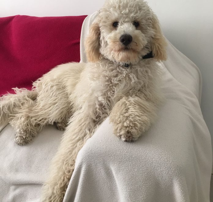 Perro