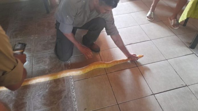 piton-albino-02jpg