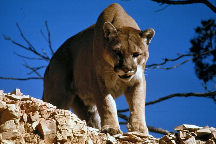 PUMA