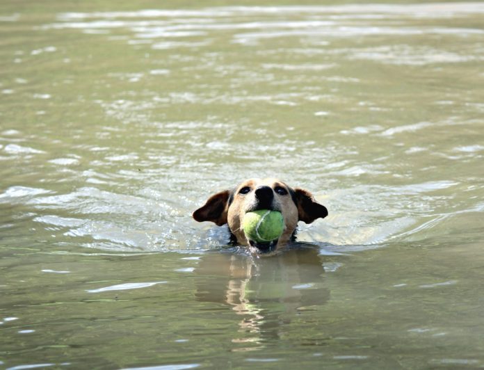 Perro.Balneario