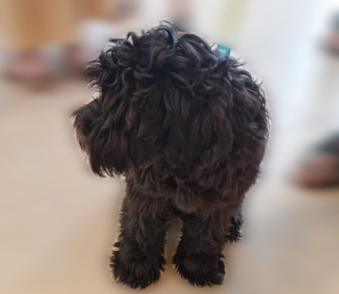 Oreo