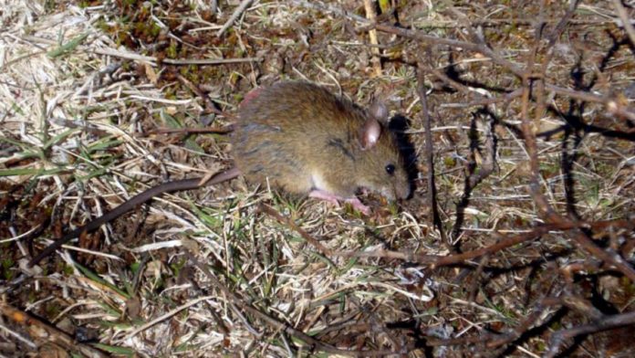 hantavirus-1