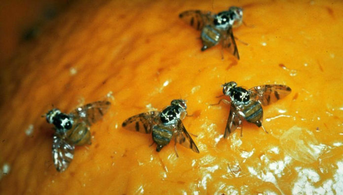 mosca-de-los-frutos-1