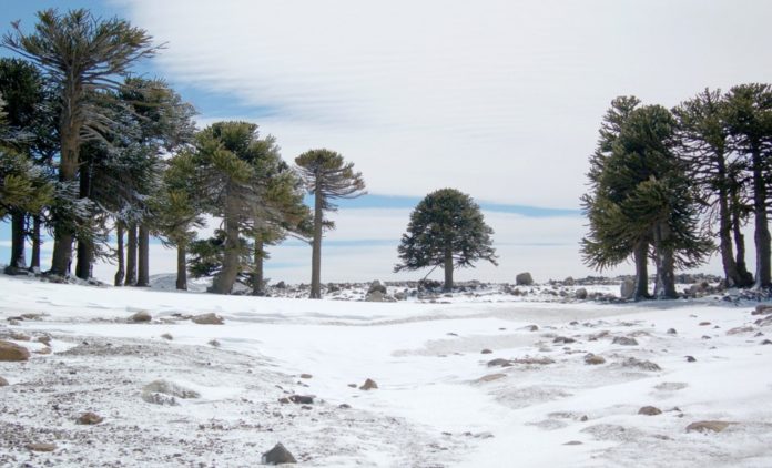 primeros-pinos-095-960x582