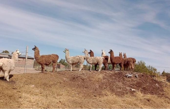 llamas