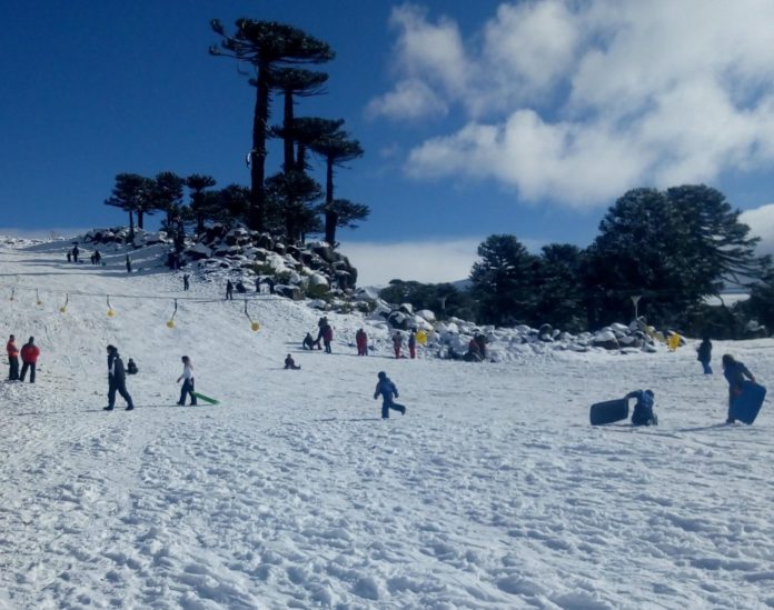 Nieve.PrimerosPinos