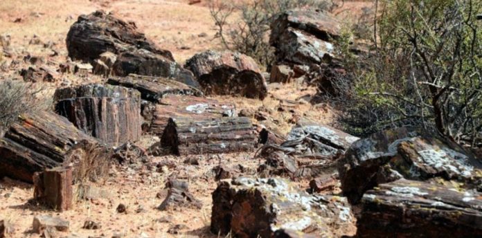 Patrimonio-Paleontologico-2