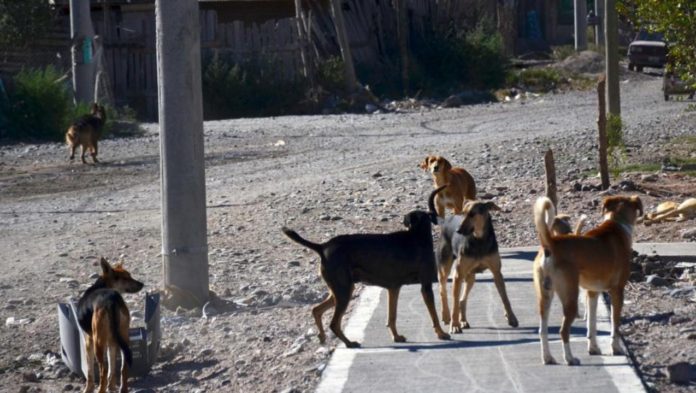 perros callejeros