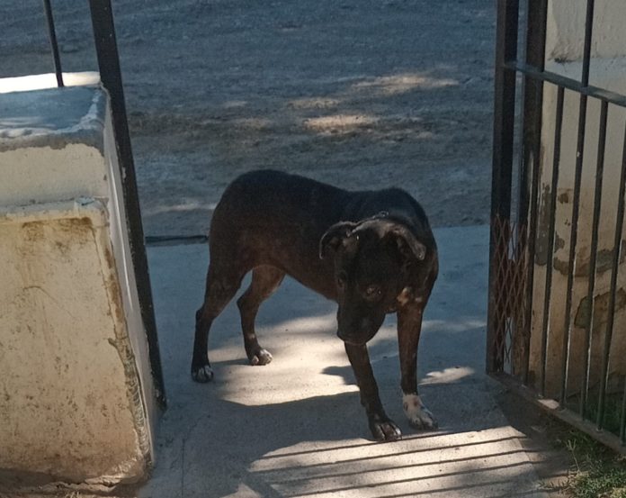 Perrita