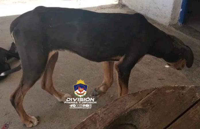 Perrito