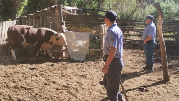 Toro