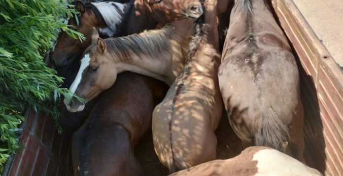 trasnporte ilegal de caballos