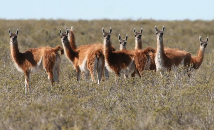 Chubut