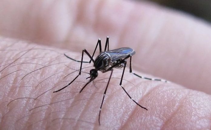 Aedes_dengue-1080x668