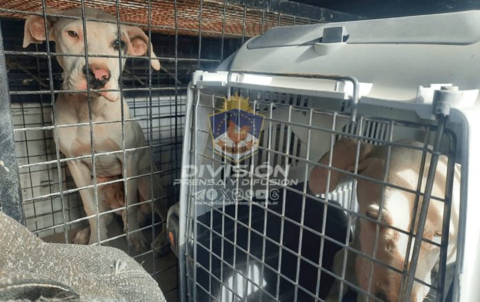Perritos