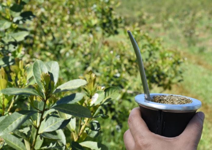 Yerba-Mate