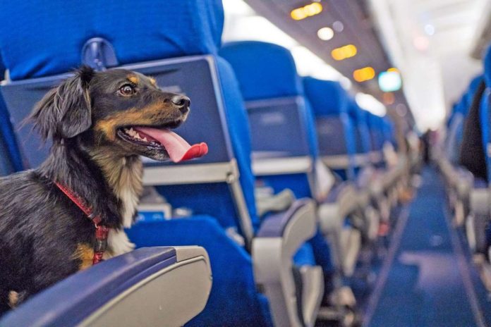 pet-passport-391366041-2000-2d0fc9e41a334594abfbeec552d552ad
