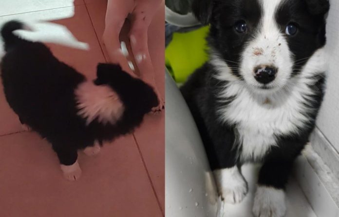 Perrita