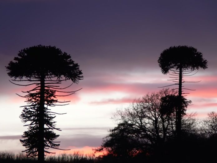 Neuquen