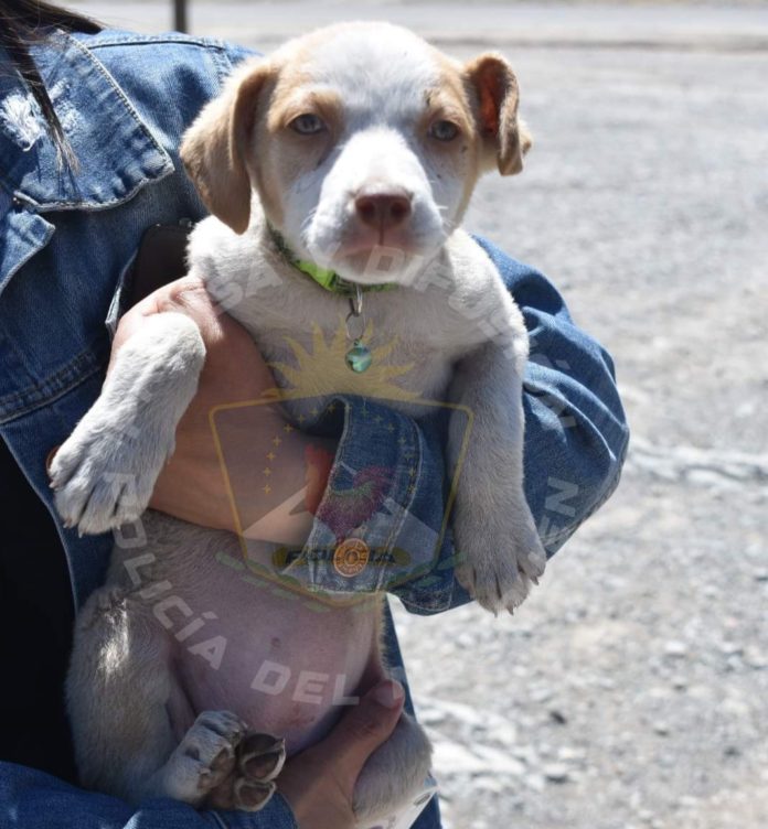 Perrito