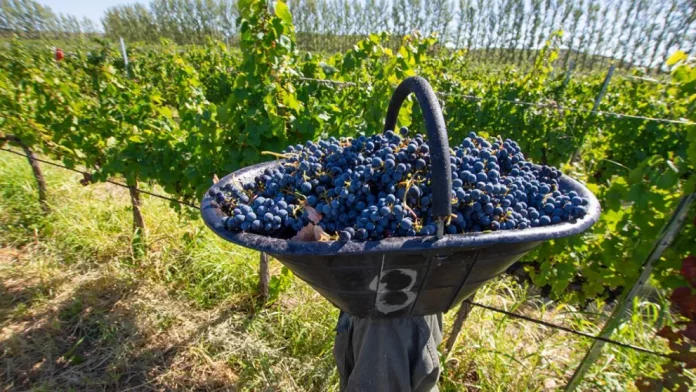vino