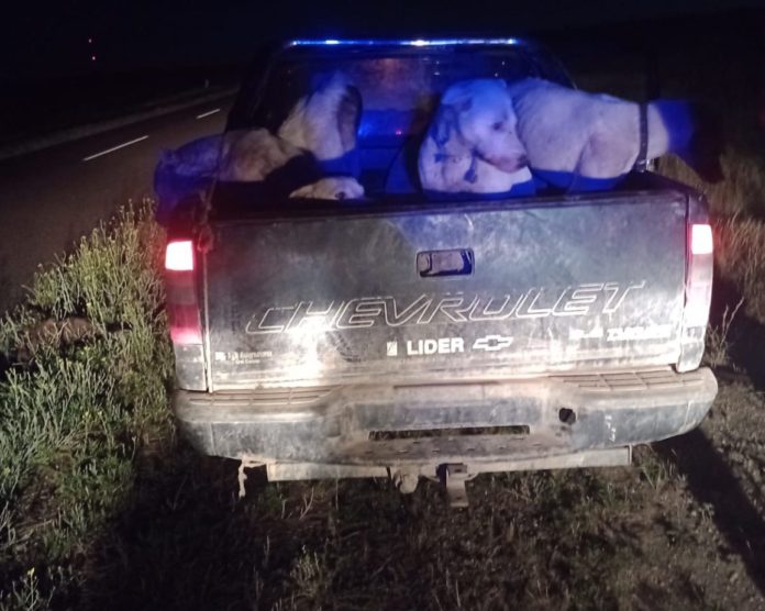 Perritos