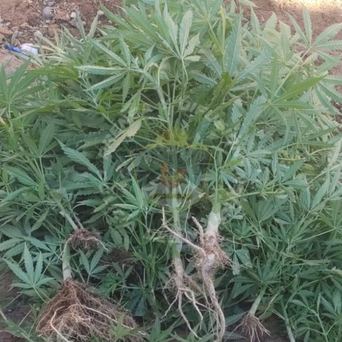 marihuana