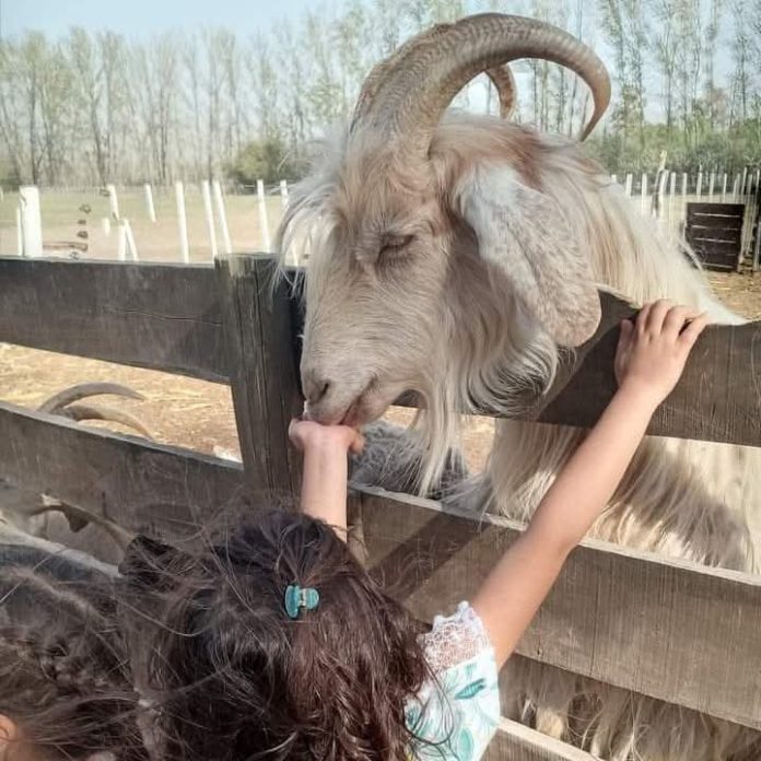Granja