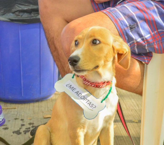 Perrito