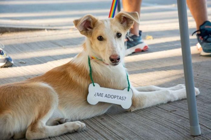 adopcion-1024x682