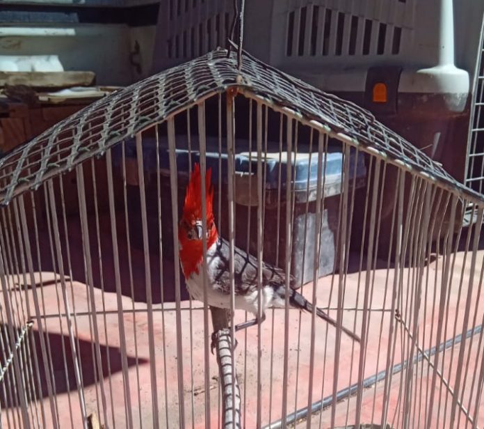 Aves