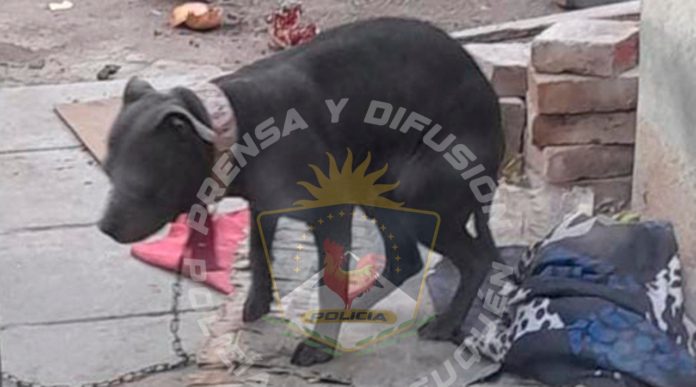 Perrita