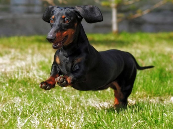 Perro