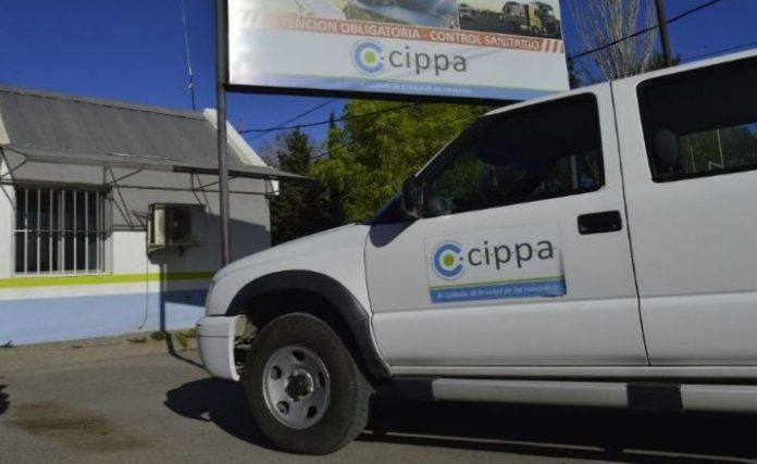 Cippa