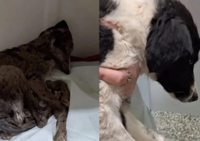 Perritos