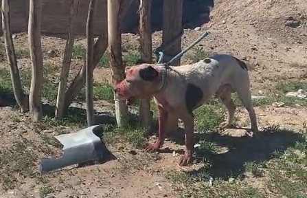 pitbull