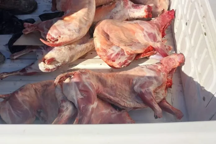 chivos