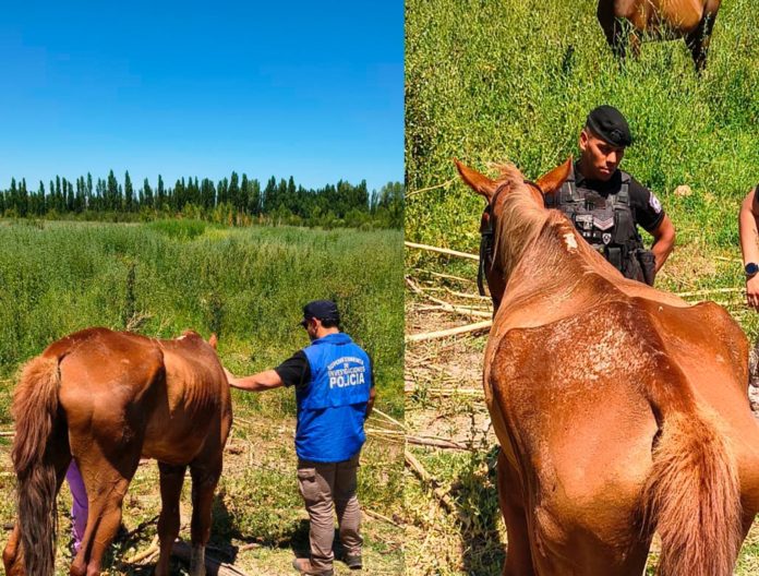 caballos