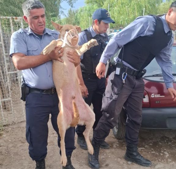 perrito