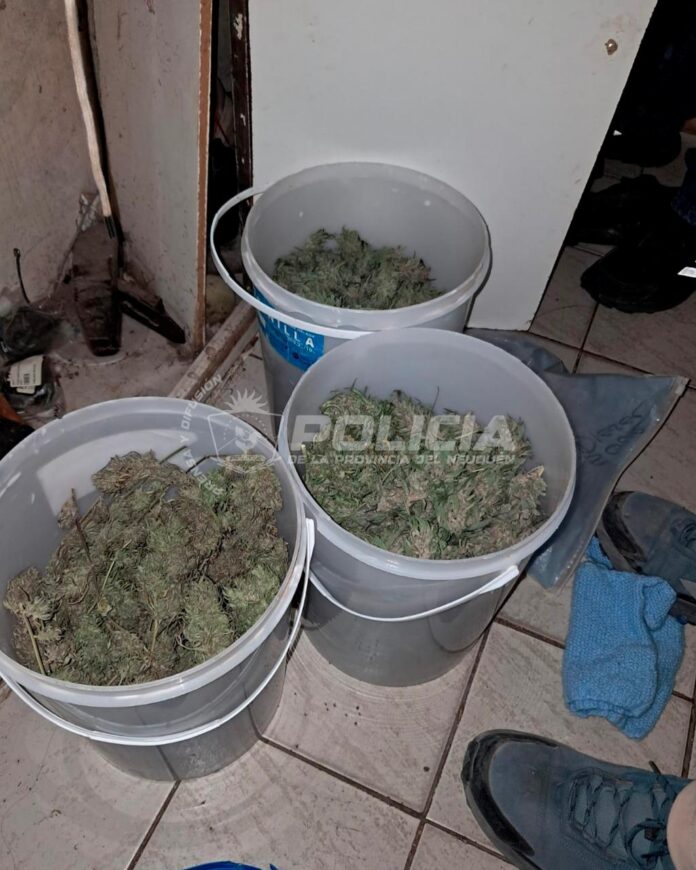 cannabis