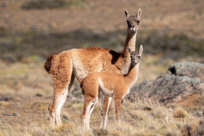 guanacos