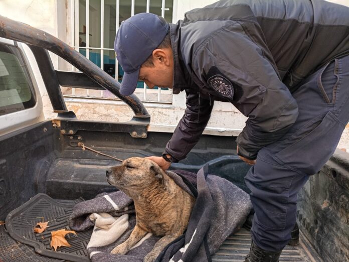 perrito