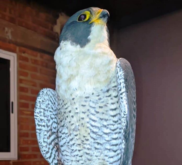 halcon